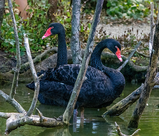 Black swan