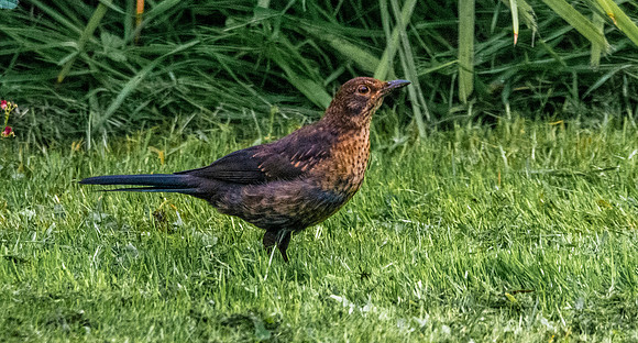 Common blackbird