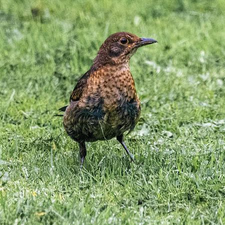 Common blackbird