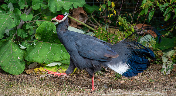 Blue eared pheasant