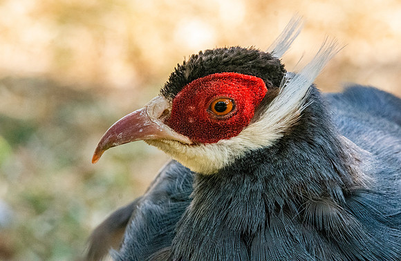 Blue eared pheasant