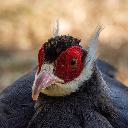 Blue eared pheasant