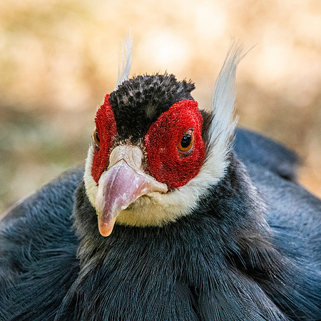 Blue eared pheasant