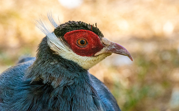 Blue eared pheasant