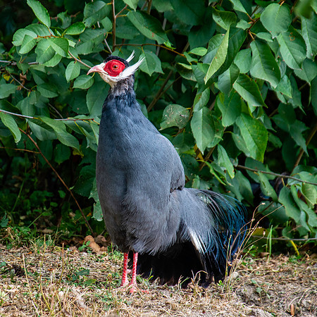 Blue eared pheasant