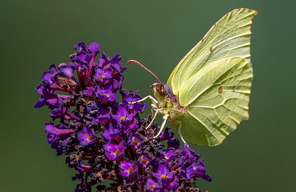 Common brimstone