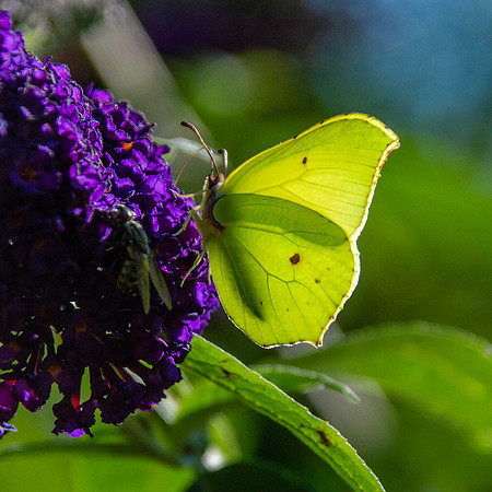 Common brimstone