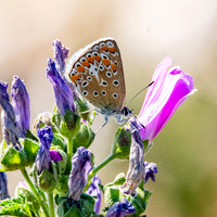Brown Argus