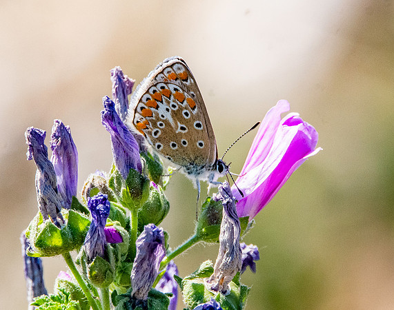 Brown Argus