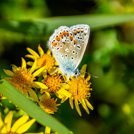 Chalkhill Blue