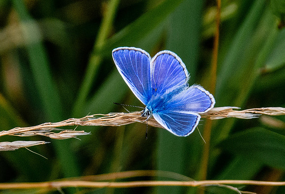 Chalkhill Blue