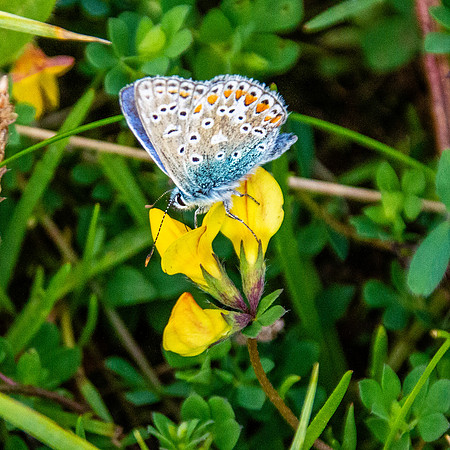 Chalkhill Blue