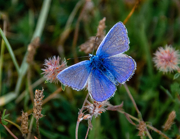 Chalkhill Blue