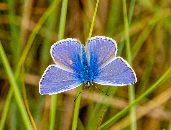 Chalkhill Blue