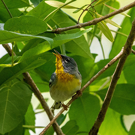 Northern parula