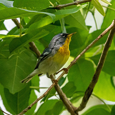 Northern parula