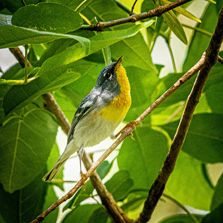 Northern parula
