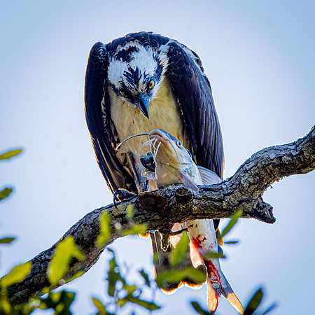 Osprey
