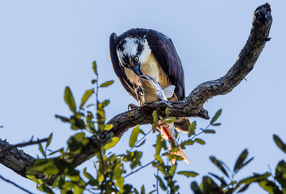 Osprey