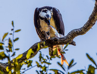 Osprey
