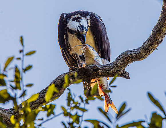 Osprey
