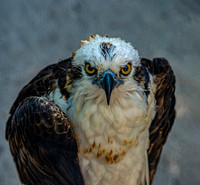 Osprey