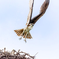 Osprey