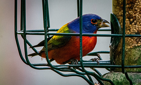 Painted bunting