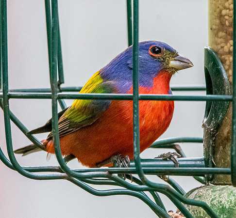 Painted bunting