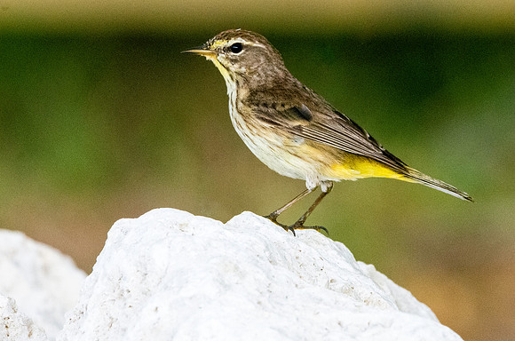 Palm warbler