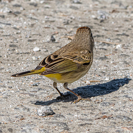 Palm warbler