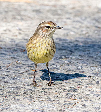 Palm warbler