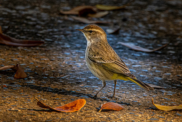 Palm warbler