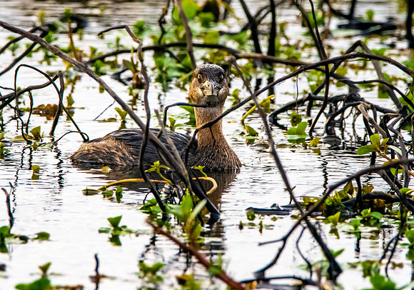 Pied billed grebe