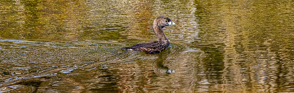 Pied billed grebe