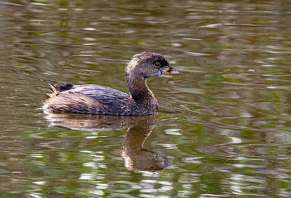 Pied billed grebe