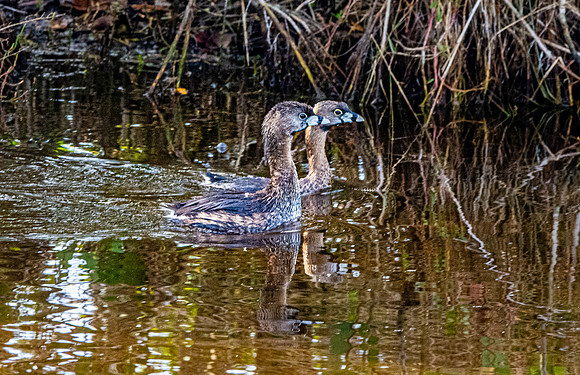 Pied billed grebe