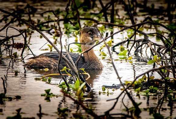 Pied billed grebe