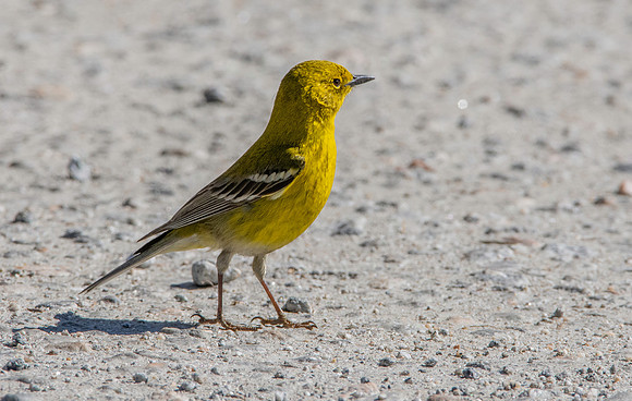 Pine warbler