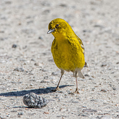 Pine warbler