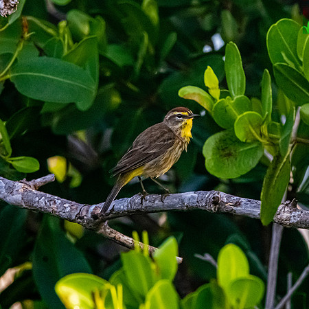 Palm warbler