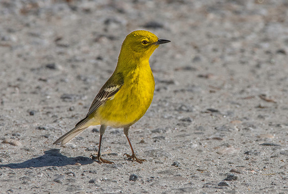 Pine warbler