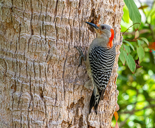 Red bellied woodpecker, female