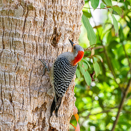 Red bellied woodpecker, female