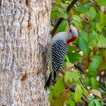 Red bellied woodpecker, female