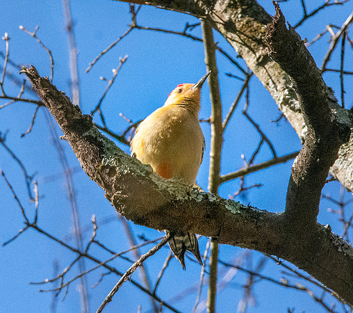 Red bellied woodpecker, male