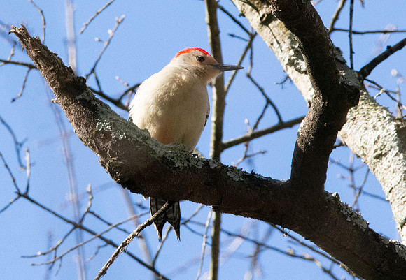 Red bellied woodpecker, male