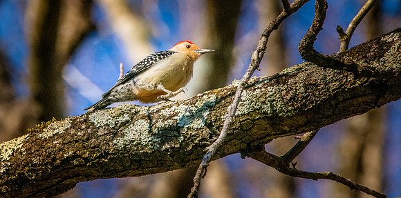 Red bellied woodpecker, male