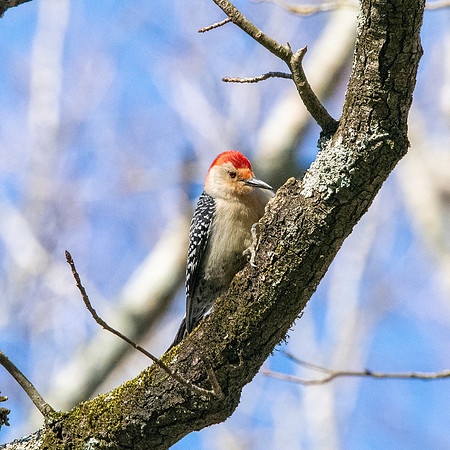 Red bellied woodpecker, male