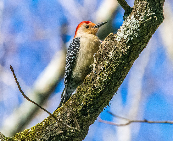Red bellied woodpecker, male
